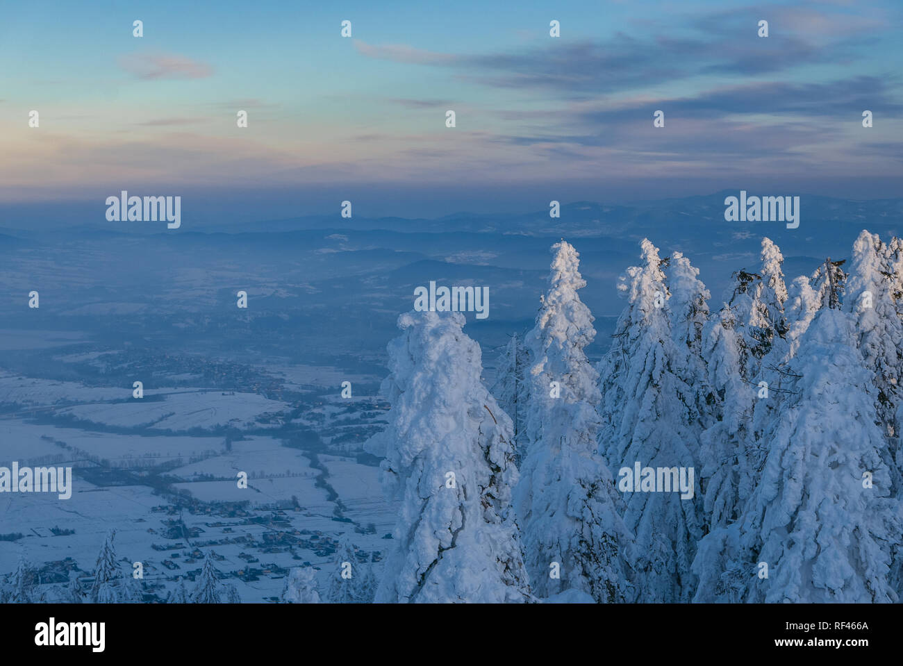 Terra di neve - alberi di pino rivestito con polvere bianca sulla neve sullo sfondo dell'antenna Foto Stock