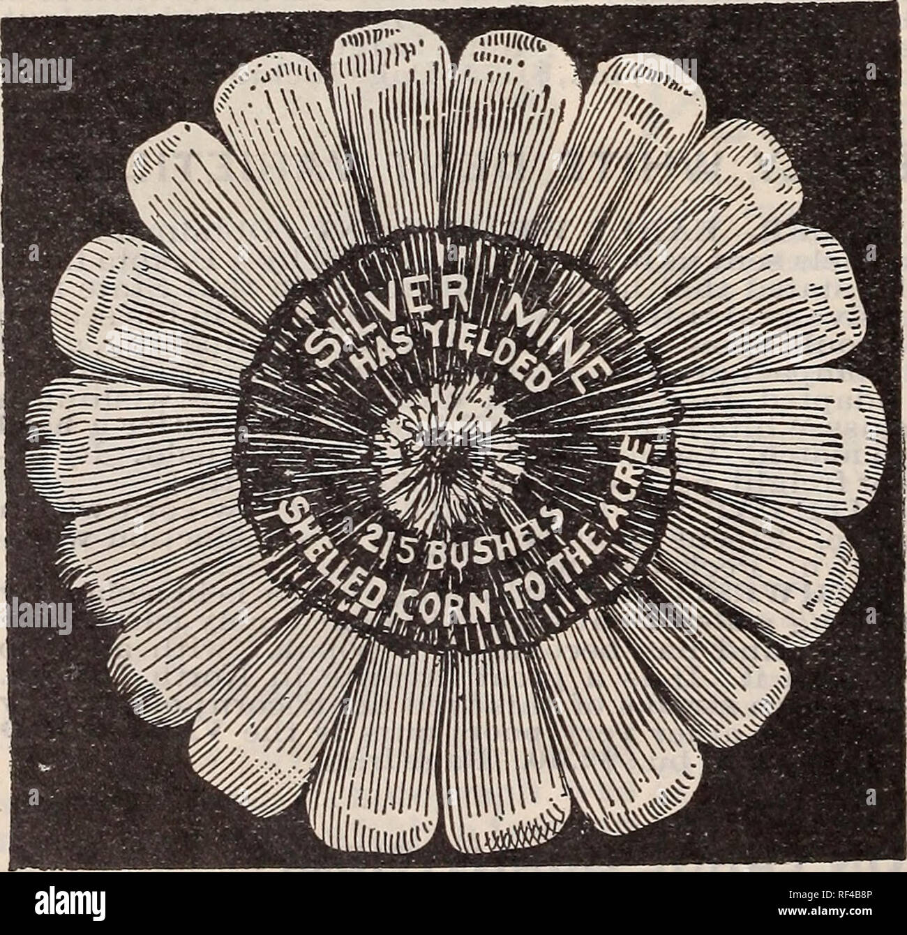 . Buoni semi a prezzi equi. Vivaio di Minneapolis Minnesota cataloghi; semi di ortaggi cataloghi; fiori Semi cataloghi; attrezzature da giardinaggio e i cataloghi dei materiali di consumo. Un perplesso agricoltore non è una cosa rara, ma questa condizione della mente non di dieci derivano attraverso avente un tale grande raccolto che egli non sa come o dove alloggiare. Ci sarebbero molte di tali casi, tuttavia, non tutti hanno la stessa fortuna che exper- ienced dal sig. Alfred Rose, di Yates County, N. Y., che hanno sollevato su un acro di mastodonte Corn 15,898 libbre di mais sulle orecchie, che ha fatto di 213 stai di mais sgranato. N. K. Foto Stock