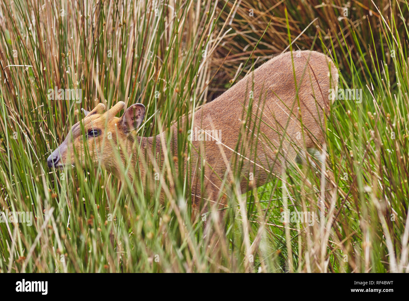 Reeves Muntjac deer (Muntiacus reevesi), chiamato anche i cinesi Muntjac, è un piccolo cervo nativa per la Cina, ormai molto comune nel Regno Unito. Foto Stock