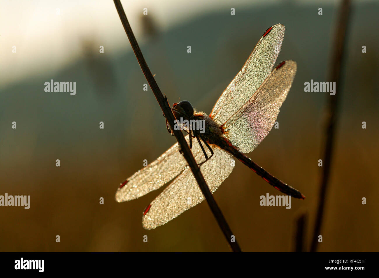 Un comune maschio Darter dragonfly, Sympetrum striolatum, all'alba alba con rugiada su le sue ali in appoggio su un gambo di erba dove ha trascorso la notte. Nort Foto Stock