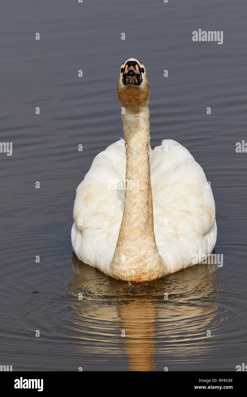 Un Cigno (Cygnus olor), sulle sponde di un lago nel Devon, Inghilterra sudoccidentale, molto comune e protetta, bird trovati in tutto il Regno Unito. Foto Stock