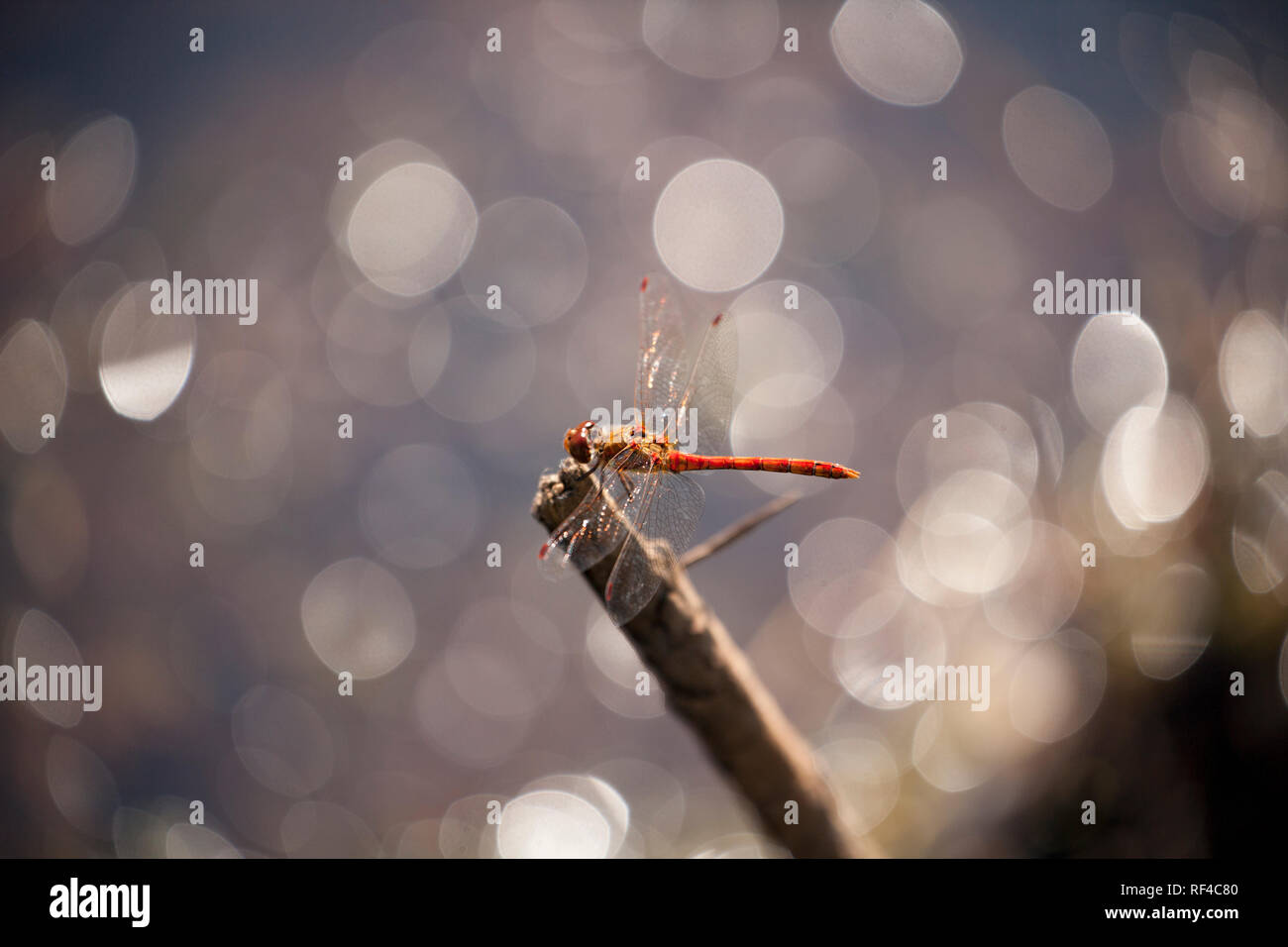 Un unico comune maschio Darter dragonfly, Sympetrum striolatum, arroccato sopra un flusso nella nuova foresta Hampshire England Regno Unito GB Foto Stock