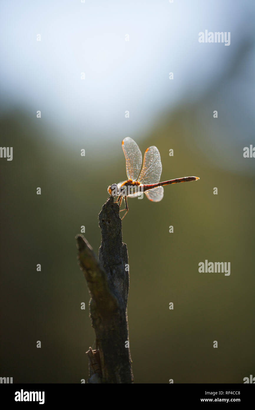 Un comune maschio Darter dragonfly, Sympetrum striolatum, appollaiato su un ramo in una radura del bosco nei pressi di un ruscello. New Forest Hampshire England Regno Unito GB Foto Stock