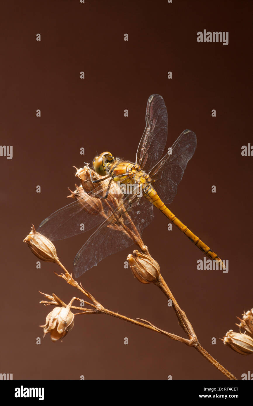 Un comune Darter dragonfly, Sympetrum striolatum, fotografato in studio. Le femmine e i maschi immaturi sono il colore nella foto. I maschi più tardi assumere Foto Stock