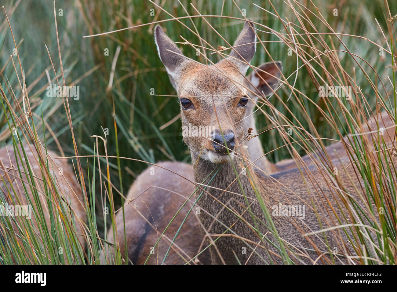 Sika cervo (Cervus nippon) nella campagna del Devon, Southwest England. La Sika è nativo Giappone, ma può ora essere trovato nel Regno Unito. Foto Stock