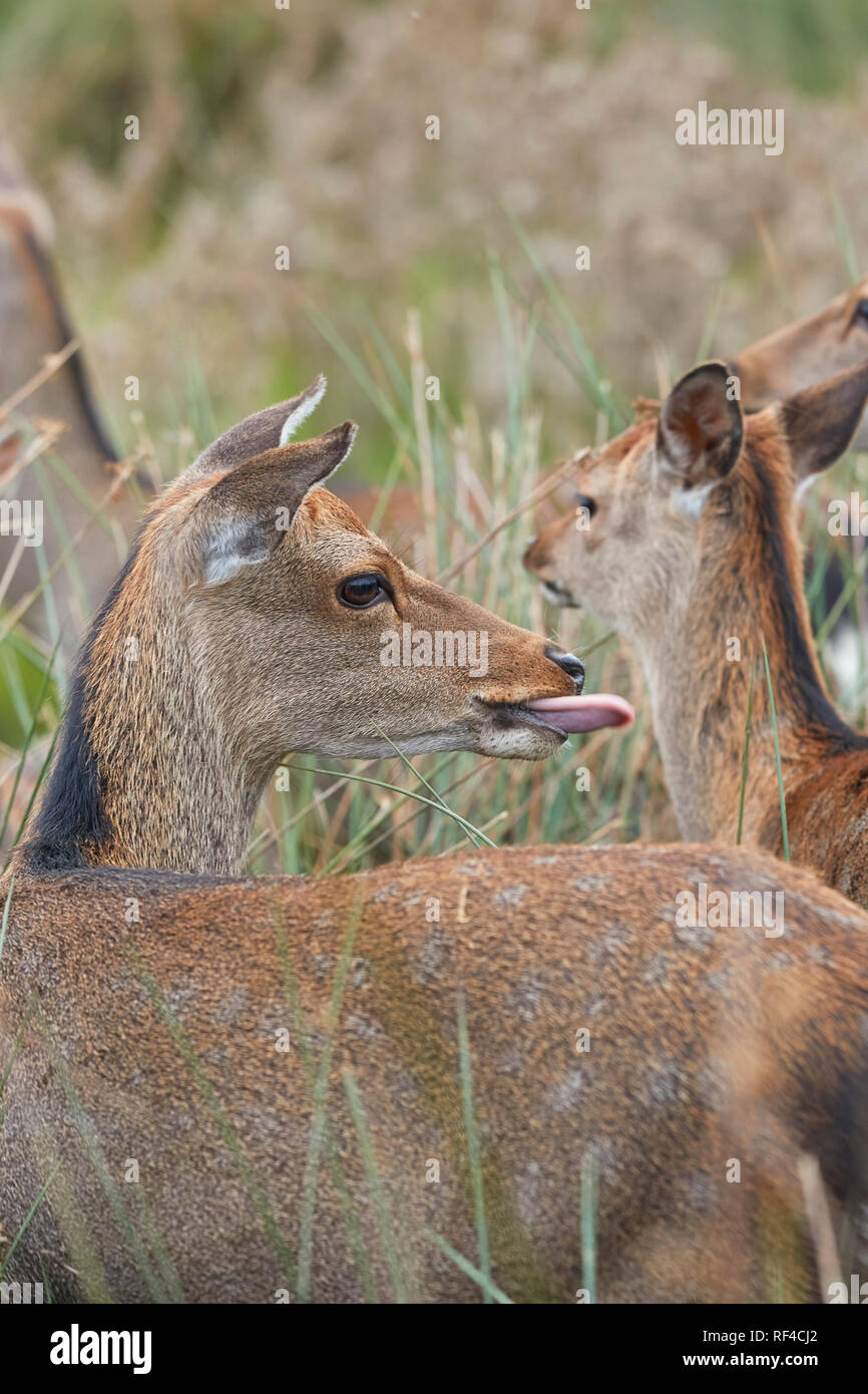 Sika cervo (Cervus nippon) nella campagna del Devon, Southwest England. La Sika è nativo Giappone, ma può ora essere trovato nel Regno Unito. Foto Stock
