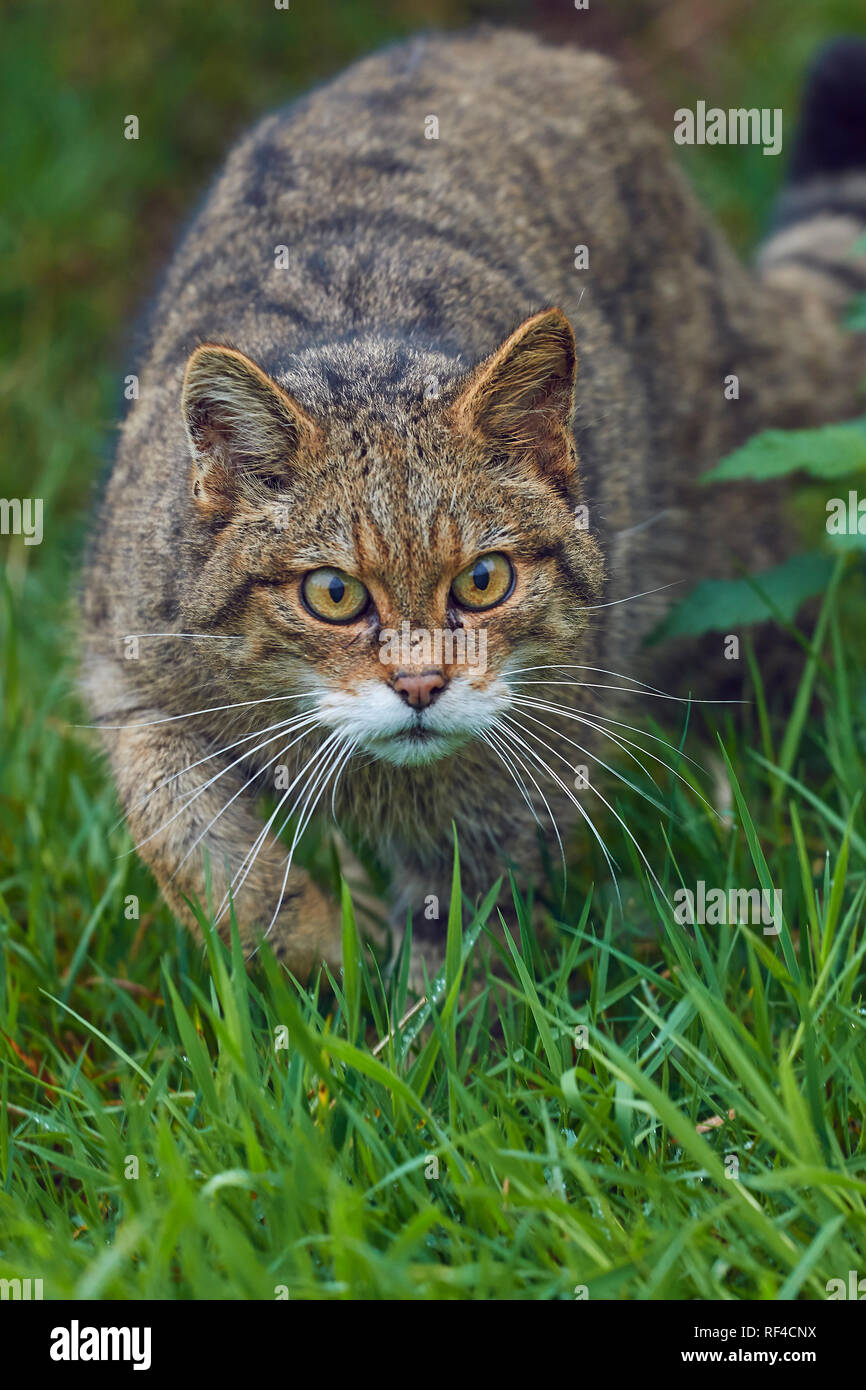 Ritratto di un scozzese Wildcat, Felis silvestris silvestris, a un allevamento in cattività centrato finalizzati a proteggere questa specie minacciate da estinzione Foto Stock