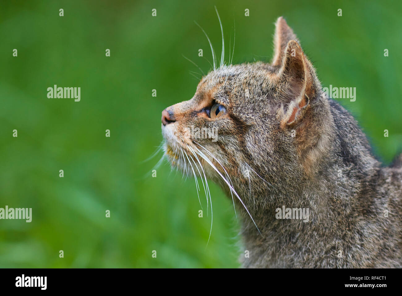 Ritratto di un scozzese Wildcat, Felis silvestris silvestris, a un allevamento in cattività centrato finalizzati a proteggere questa specie minacciate da estinzione Foto Stock