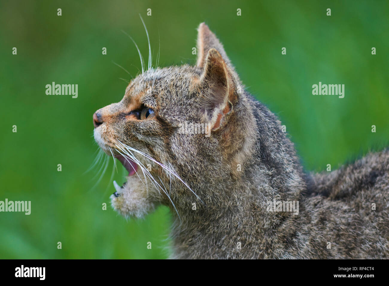 Ritratto di un scozzese Wildcat, Felis silvestris silvestris, a un allevamento in cattività centrato finalizzati a proteggere questa specie minacciate da estinzione Foto Stock