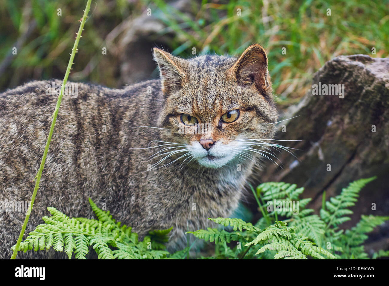 Ritratto di un scozzese Wildcat, Felis silvestris silvestris, a un allevamento in cattività centrato finalizzati a proteggere questa specie minacciate da estinzione Foto Stock