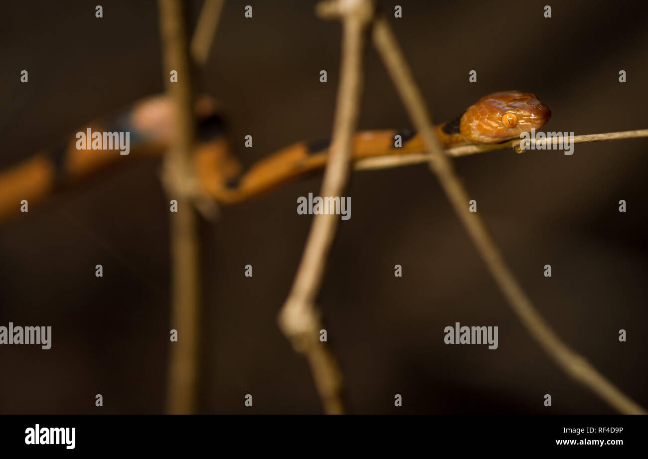 Il tiger snake, Telescopus semiannulatus, è un bellissimo e colorati di snake così chiamato per le sue strisce nere su sfondo arancione, Majete riserva faunistica Foto Stock