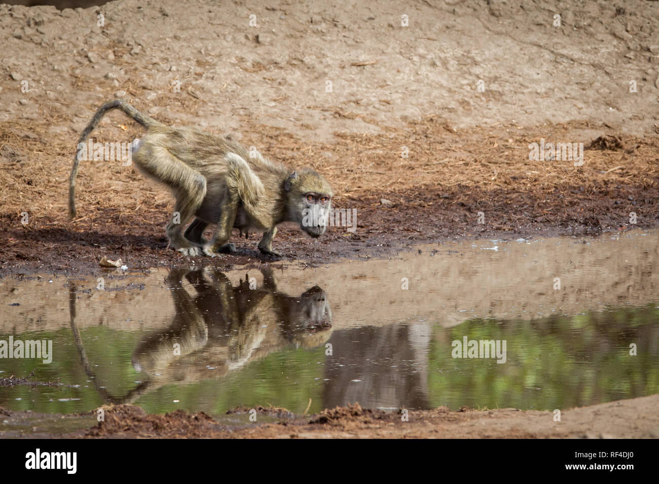 Un babbuino giallo, Papio cynocephalus cerca per eseguire la scansione alla ricerca di pericolo mentre prendendo un drink da un acqua riflettente foro nel Majete riserva faunistica Foto Stock