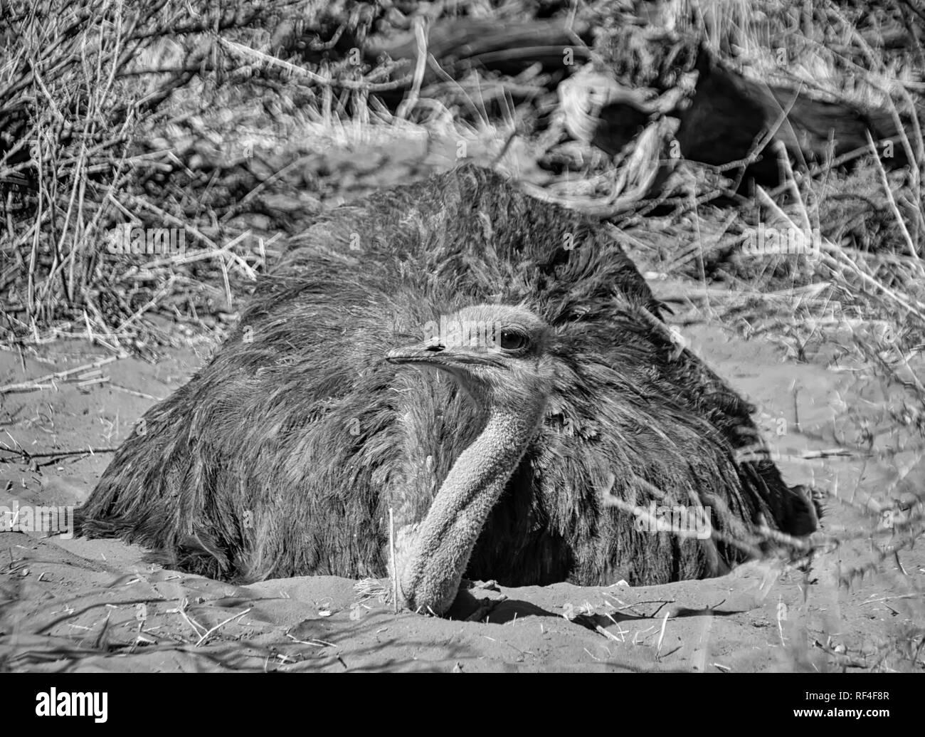 Closeup ritratto di una femmina di struzzo seduto su di esso's Nest nel sud della savana africana Foto Stock