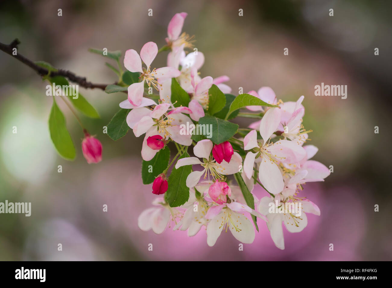 Fioritura Crabapple tree blossoms presso l area di Yakima Arboretum di Yakima, Washington. Foto Stock