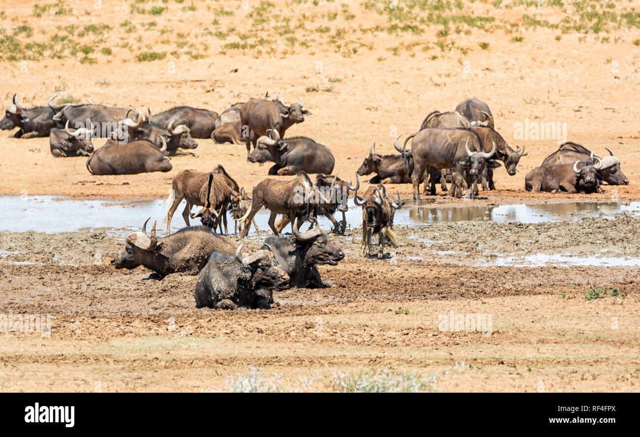 Mandrie di gnu nero e bufali raccogliere in corrispondenza di un foro di irrigazione nel sud della savana africana Foto Stock