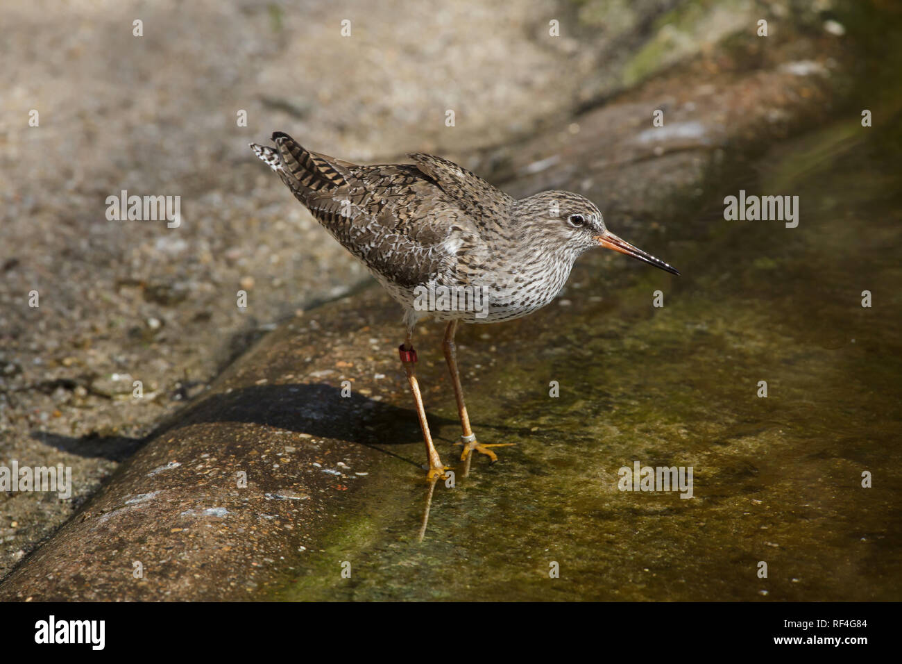 Comune (redshank Tringa totanus). La vita selvatica uccello. Foto Stock