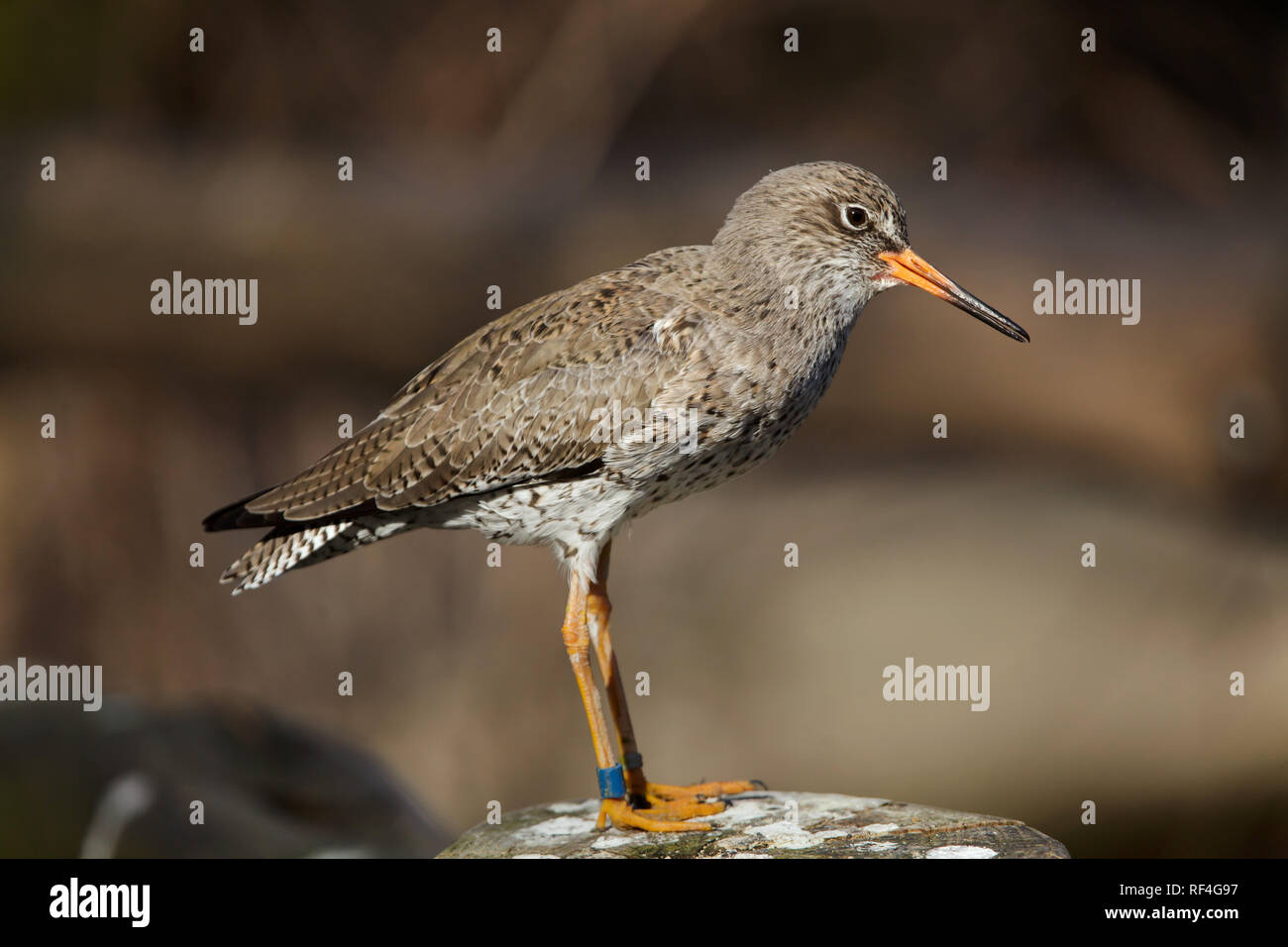 Comune (redshank Tringa totanus). La vita selvatica uccello. Foto Stock