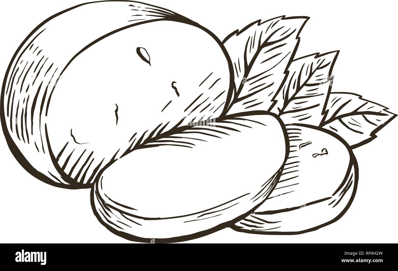 Il formaggio mozzarella di bufala con foglie di basilico. Disegnata a mano incisione. Illustrazione Vettoriale. Illustrazione Vettoriale