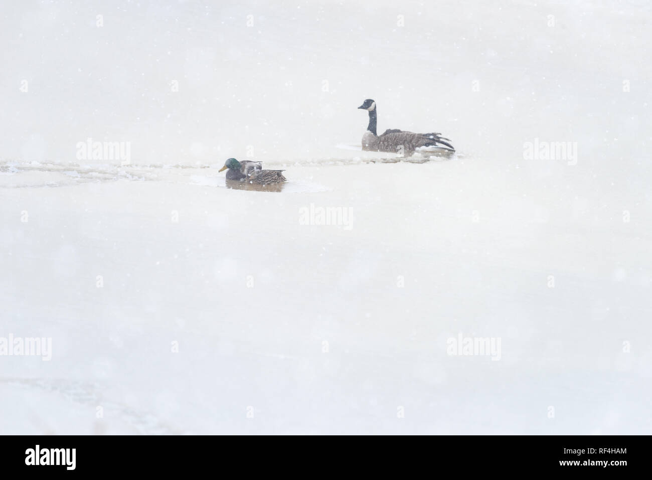 Un maschio e femmina germano reale lungo con un oca Canadese nuotare in una piccola tasca di acqua su un lago ghiacciato durante una nevicata Foto Stock