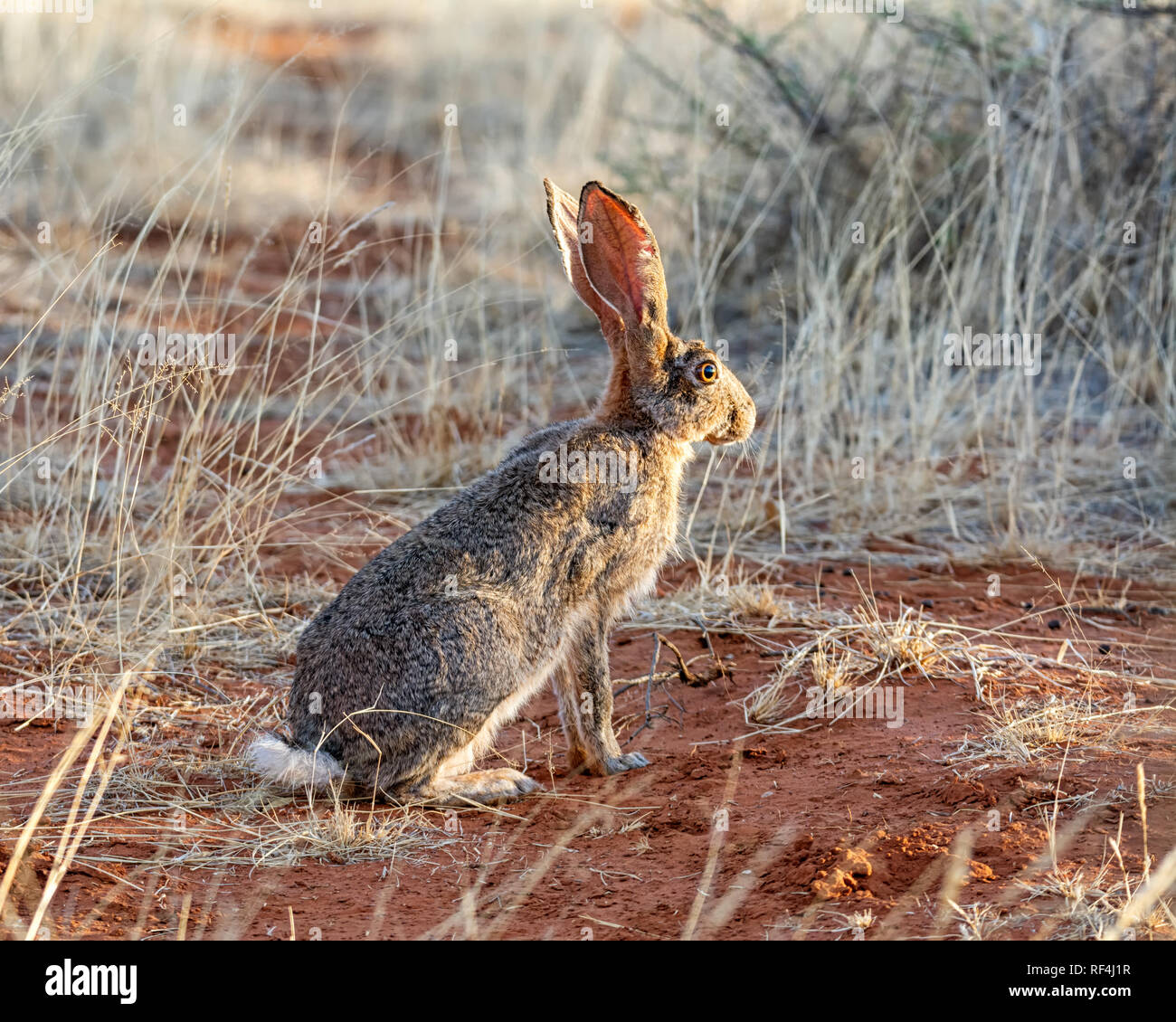 Ritratto di un capo di lepre nel sud della savana africana Foto Stock
