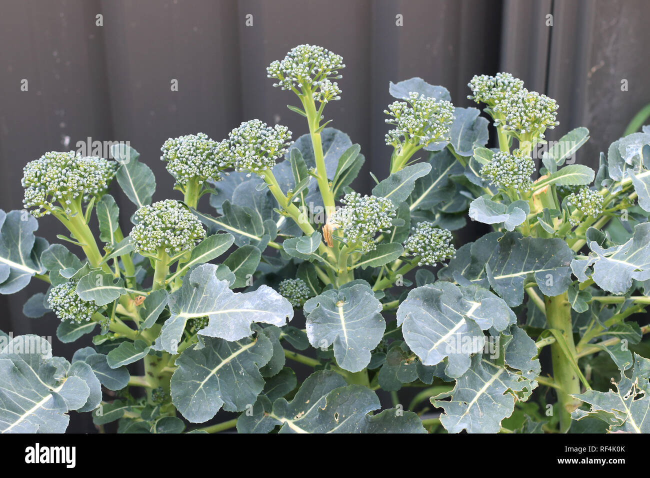 Broccoli crescente su una patch vegetale Foto Stock
