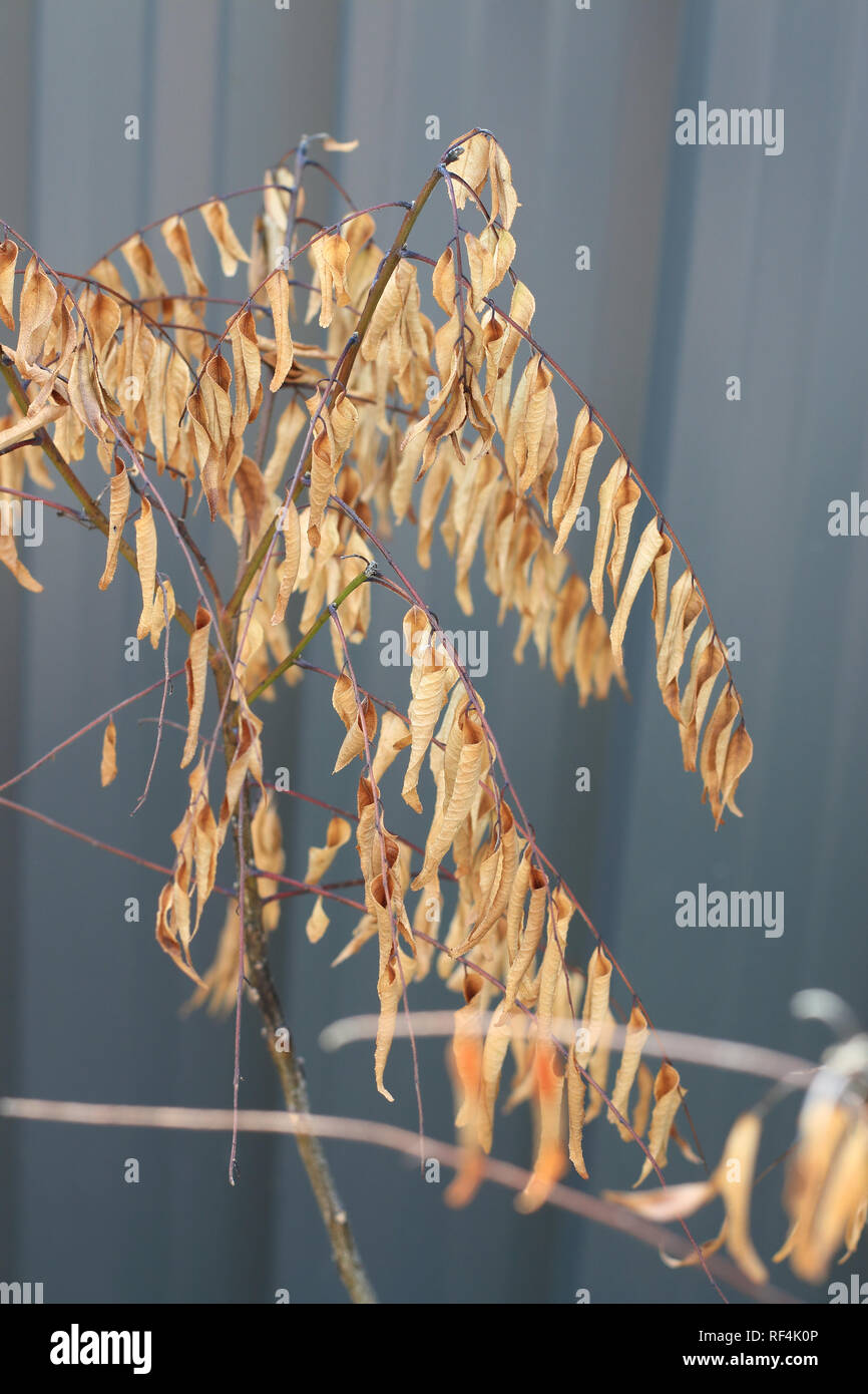 Close up di dead Curry impianto - Murraya Koenigii tree Foto Stock