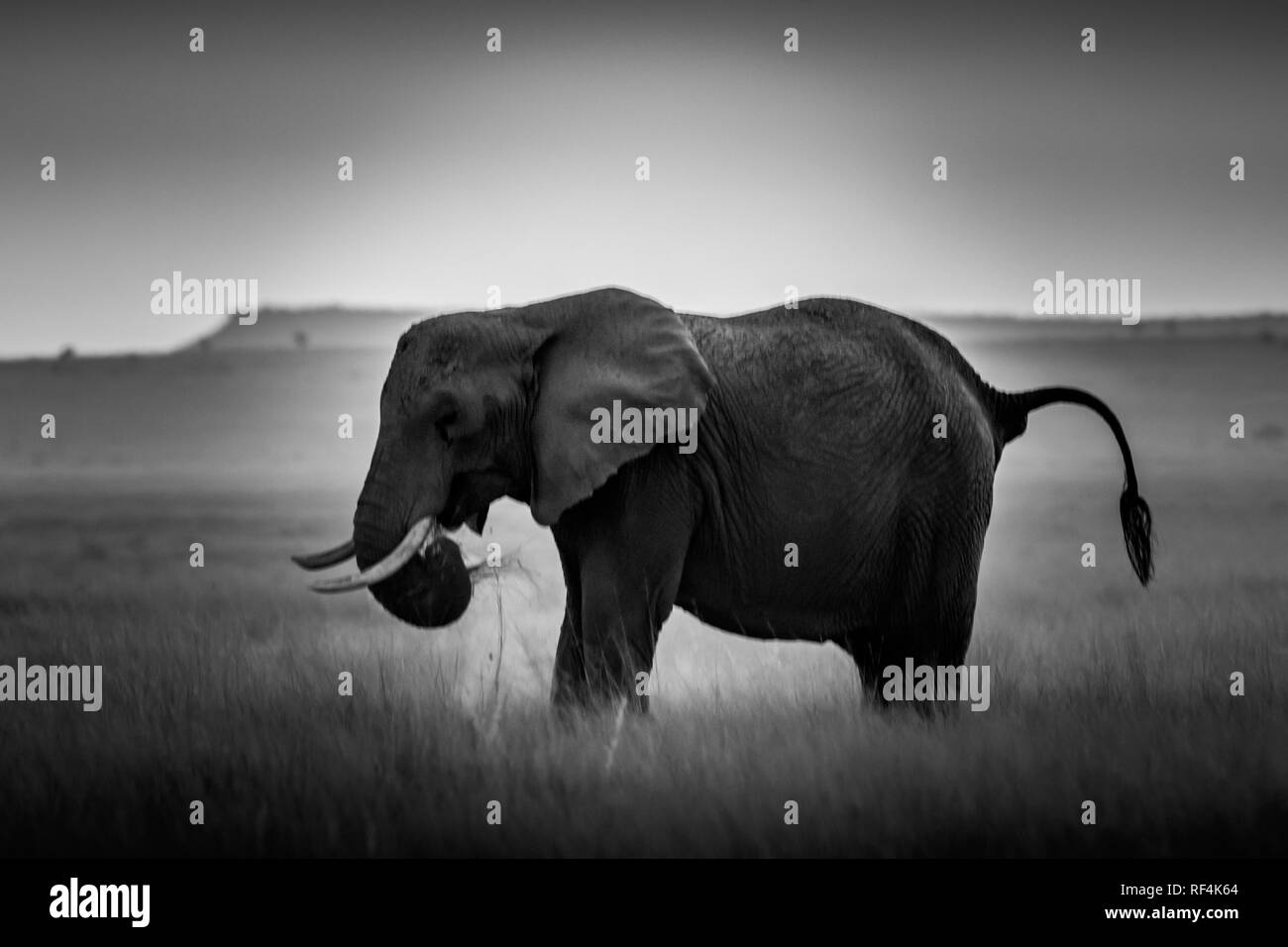 Il potente mondo di elefanti! Foto Stock