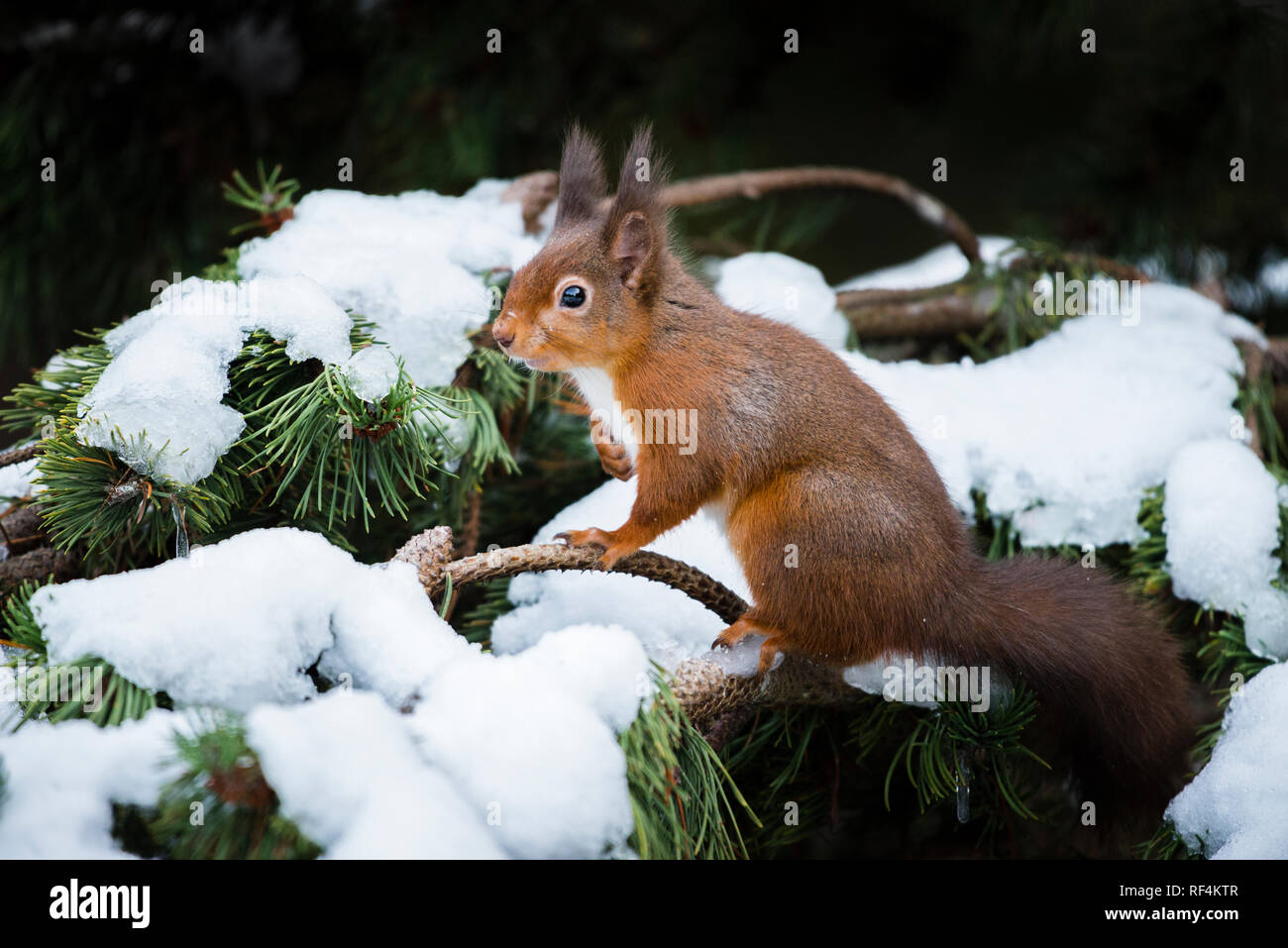 Ritratto in pericolo di scoiattolo rosso seduto in coperta di neve pino nel bosco con il suo cappotto invernale e ciuffi. Foto Stock