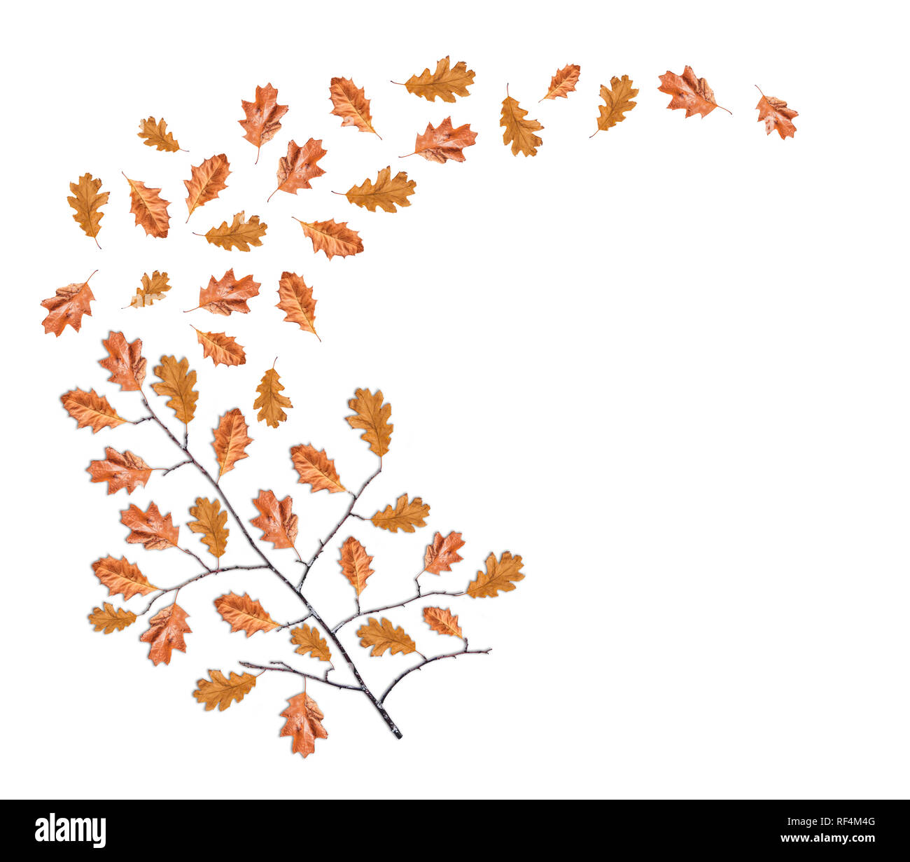 Nero secco ramo di legno marrone con le foglie che cadono isolato su bianco Foto Stock