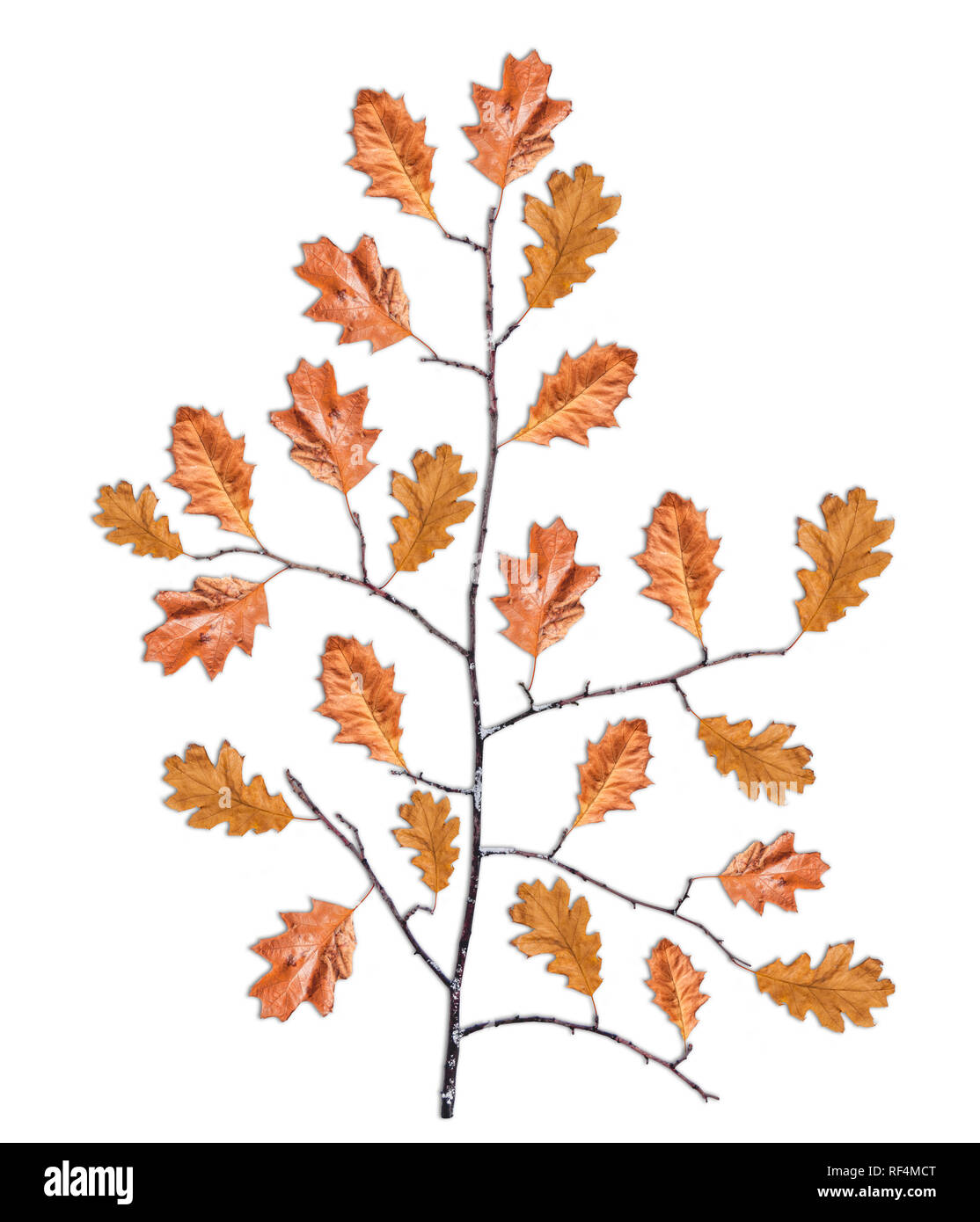 Vecchio nero secco ramo di legno con un sacco di marrone e secca lascia isolati su sfondo bianco Foto Stock