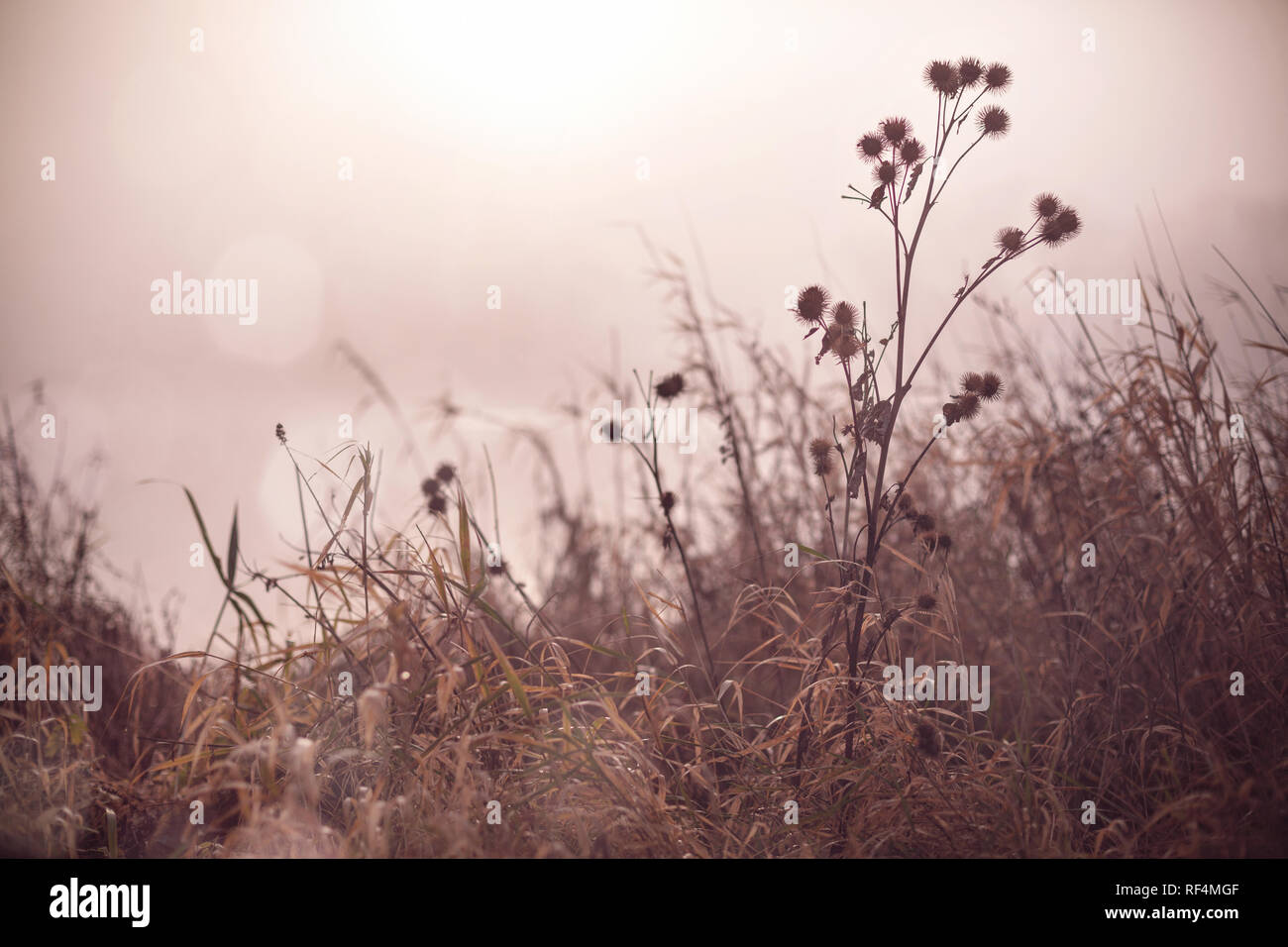 Le piante accanto alla riva di un lago di nebbia al sunrise - atmosfera malinconica Foto Stock