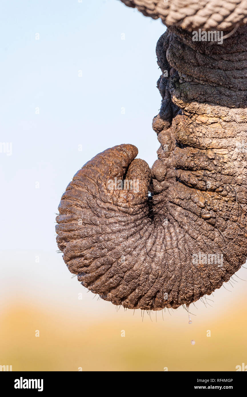 Una vista ravvicinata di un elefanti africani trunk. Foto Stock