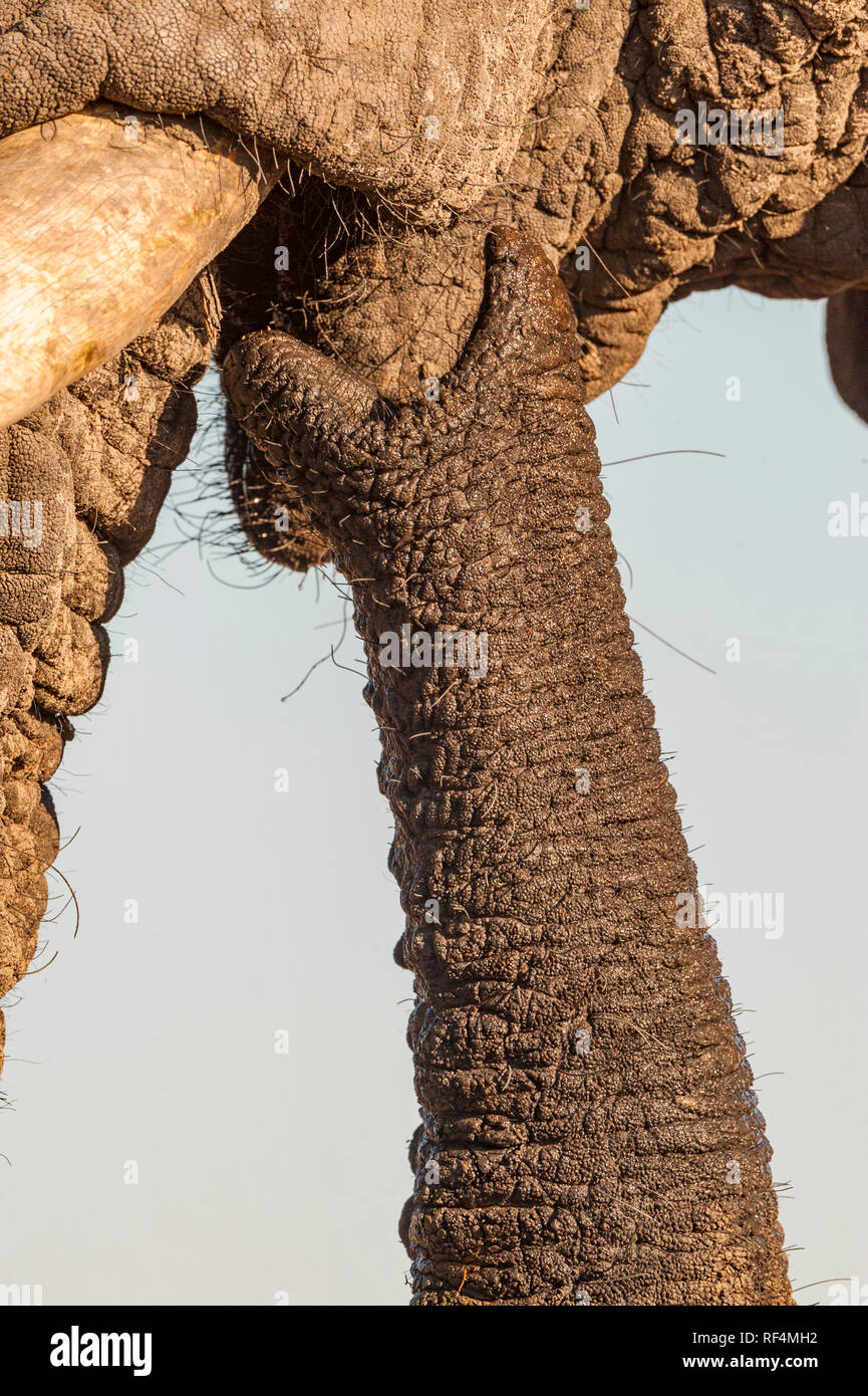 Una vista ravvicinata di un elefanti africani trunk. Foto Stock