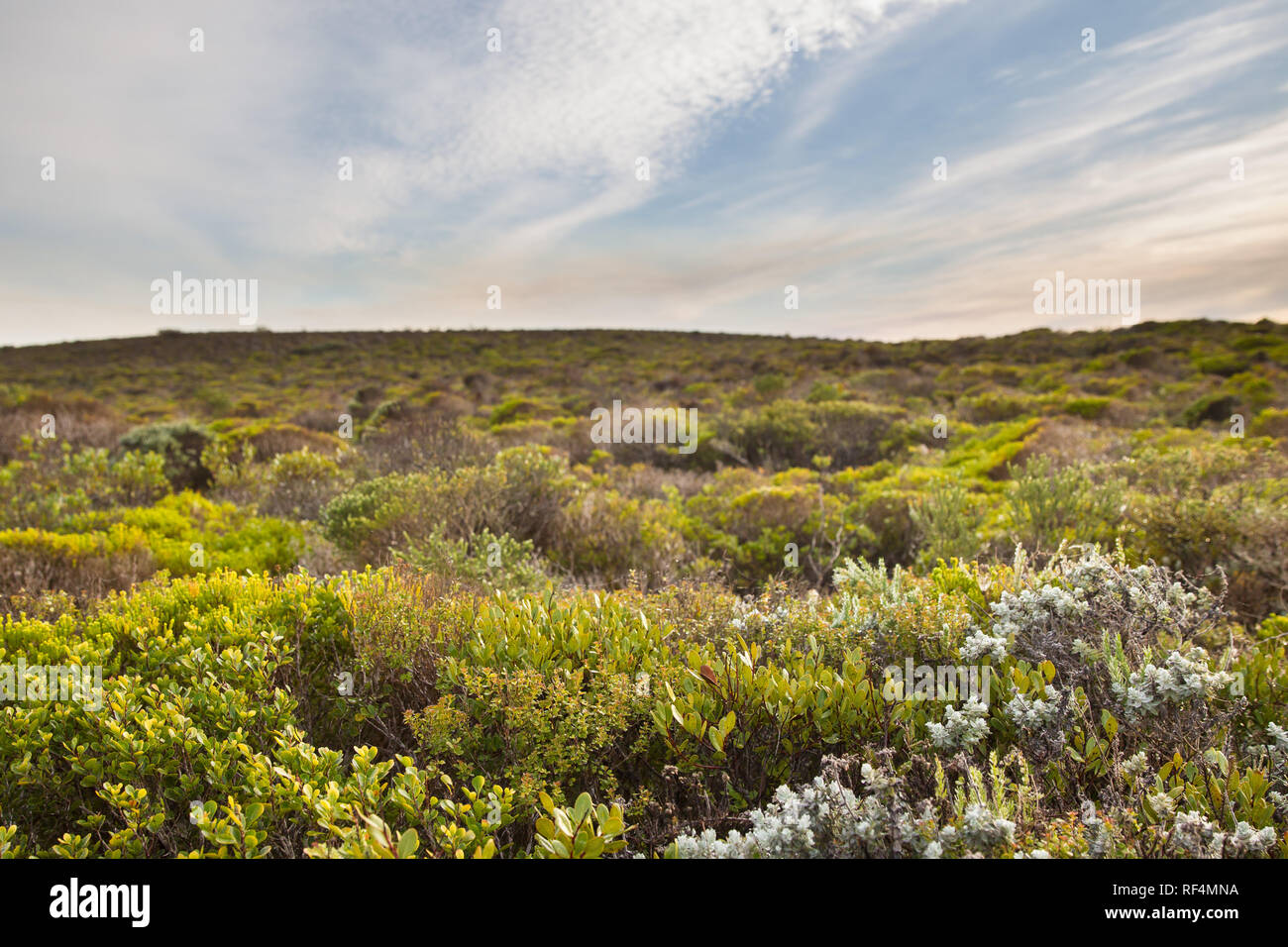 De Hoop Riserva Naturale protegge un tratto importante della vegetazione fynbos in ricchi di specie Cape Floral regione. Foto Stock
