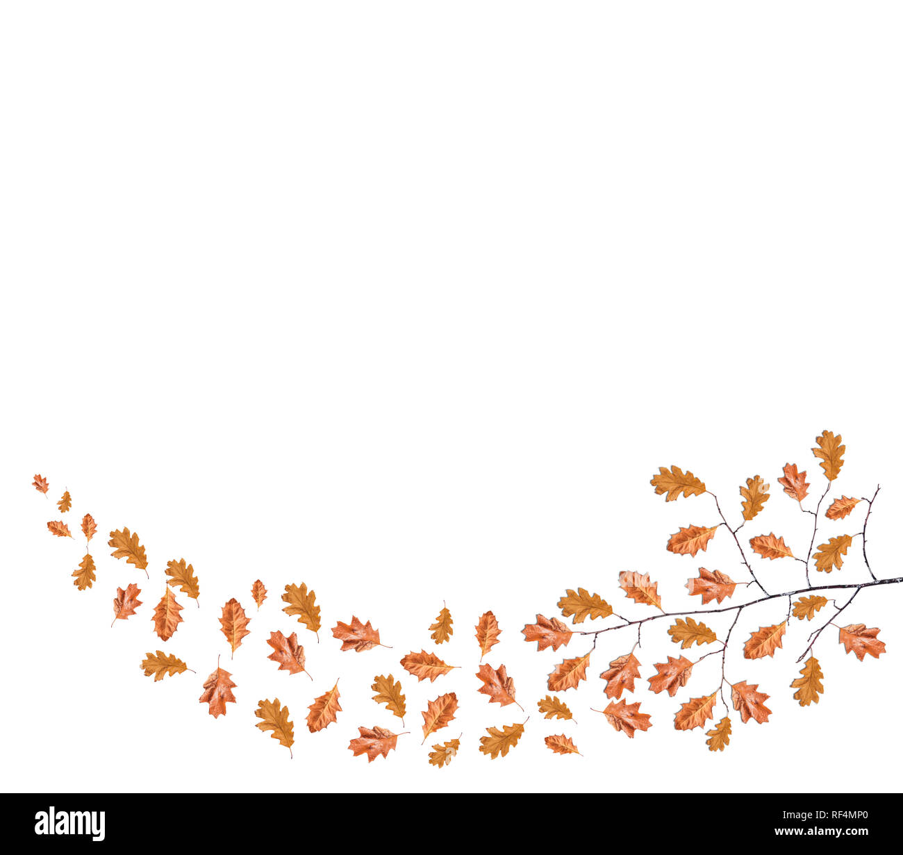 Ramo di legno secco con foglie di colore marrone e caduta foglie su sfondo bianco Foto Stock