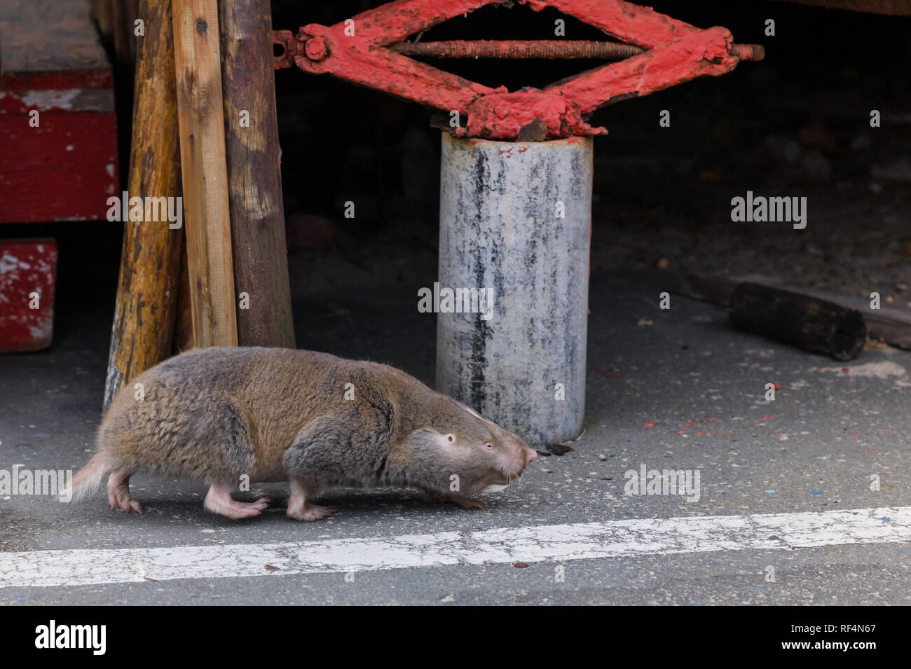È raro vedere un capo Dune Mole-rat, Bathyergus suillus, la più grande delle blesmols, al di sopra del suolo in quanto di solito soggiorno in gallerie sotterranee Foto Stock