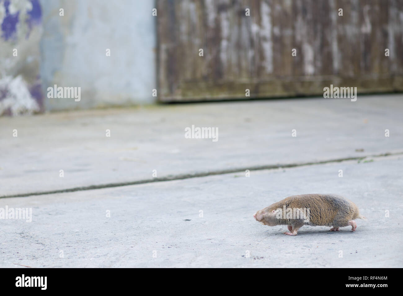 È raro vedere un capo Dune Mole-rat, Bathyergus suillus, la più grande delle blesmols, al di sopra del suolo in quanto di solito soggiorno in gallerie sotterranee Foto Stock