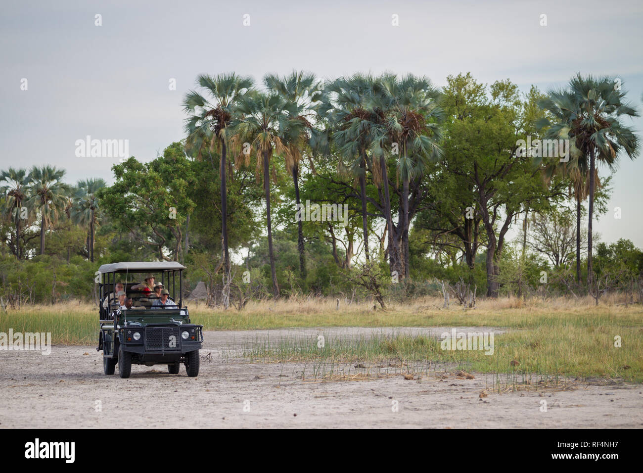 Quando le acque del torrente recedere dall'Okavango Delta, esplorazione per aprire game drive veicoli è il modo migliore per individuare la fauna selvatica. Foto Stock