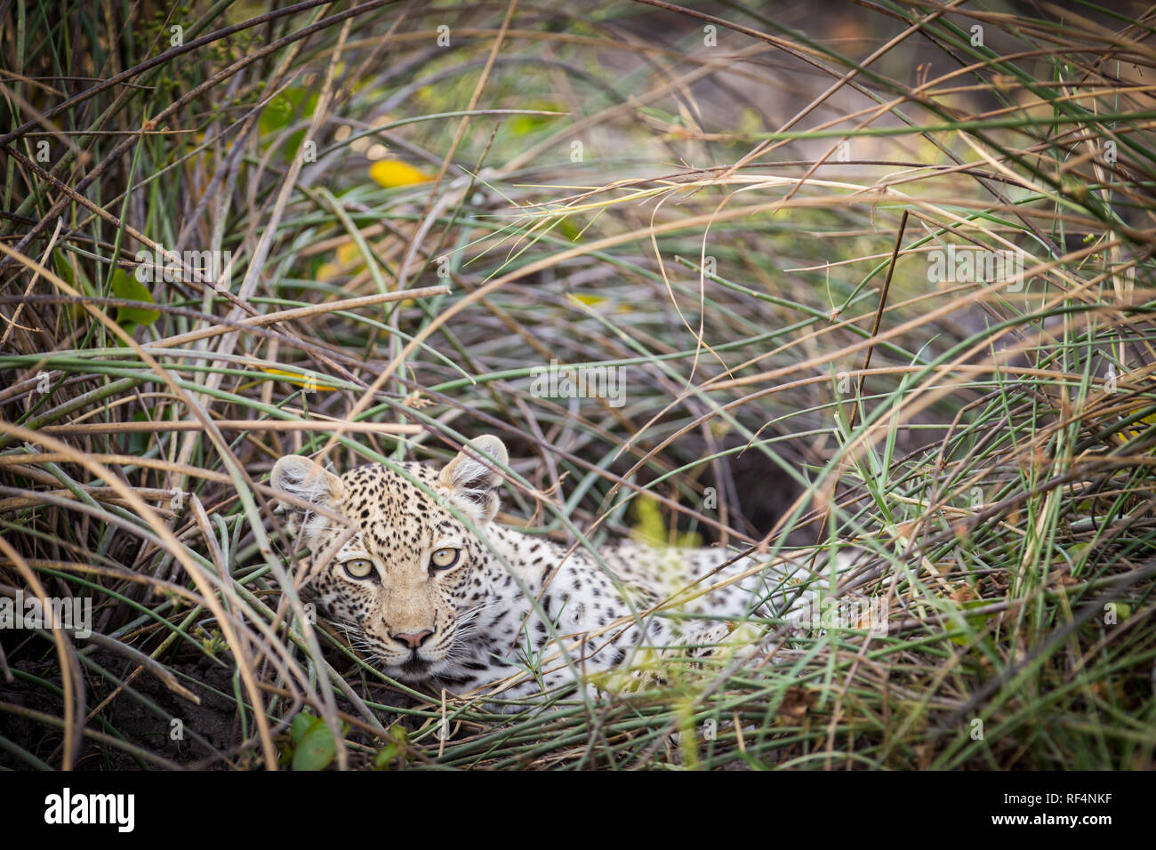 Molte zone del delta dell'Okavango, Nord Ovest distretto, Botswana sono famosi per frequenti opportunità di vedere grandi felini come il leopardo, Panther pardus Foto Stock