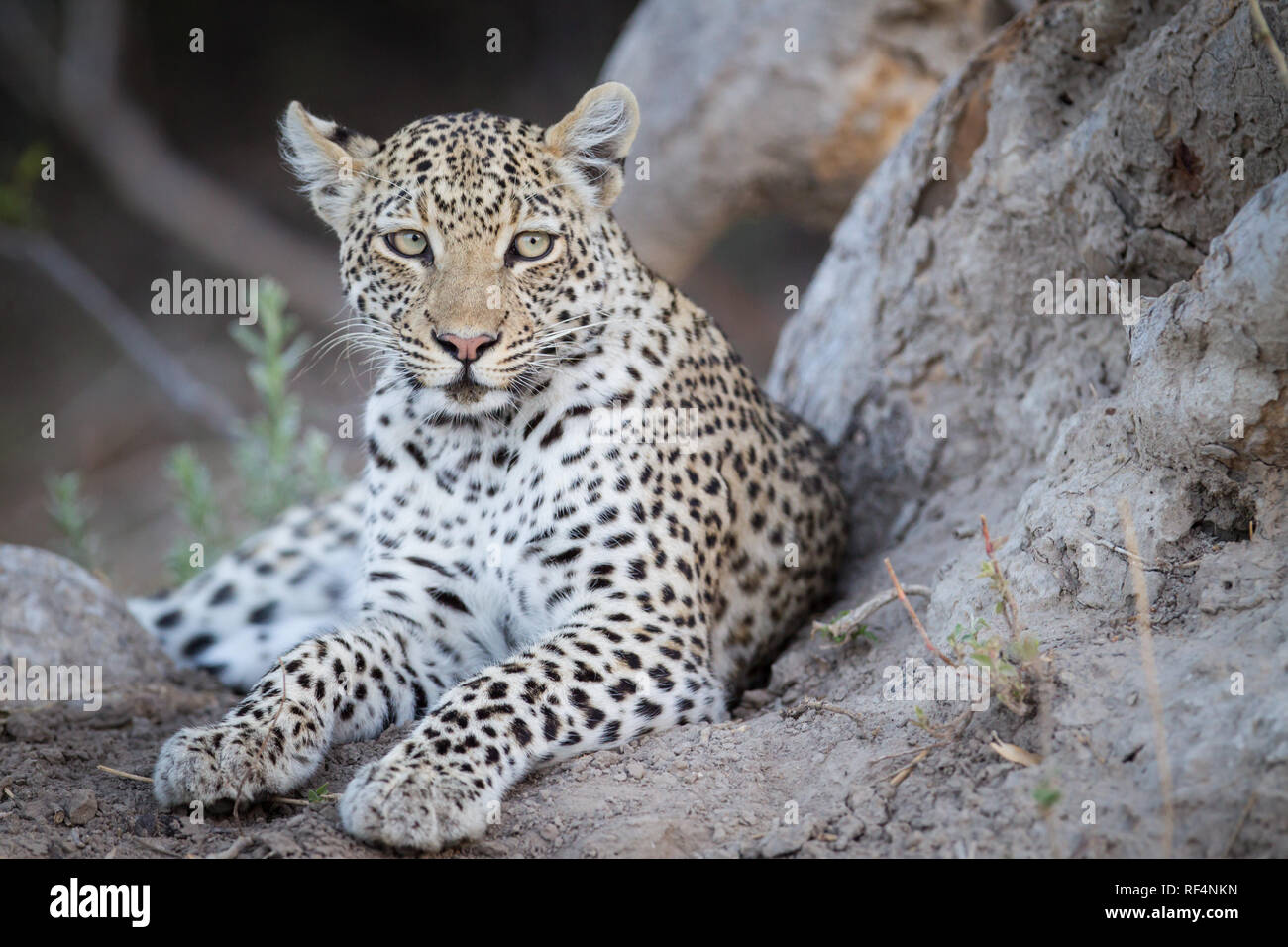 Molte zone del delta dell'Okavango, Nord Ovest distretto, Botswana sono famosi per frequenti opportunità di vedere grandi felini come il leopardo, Panther pardus Foto Stock