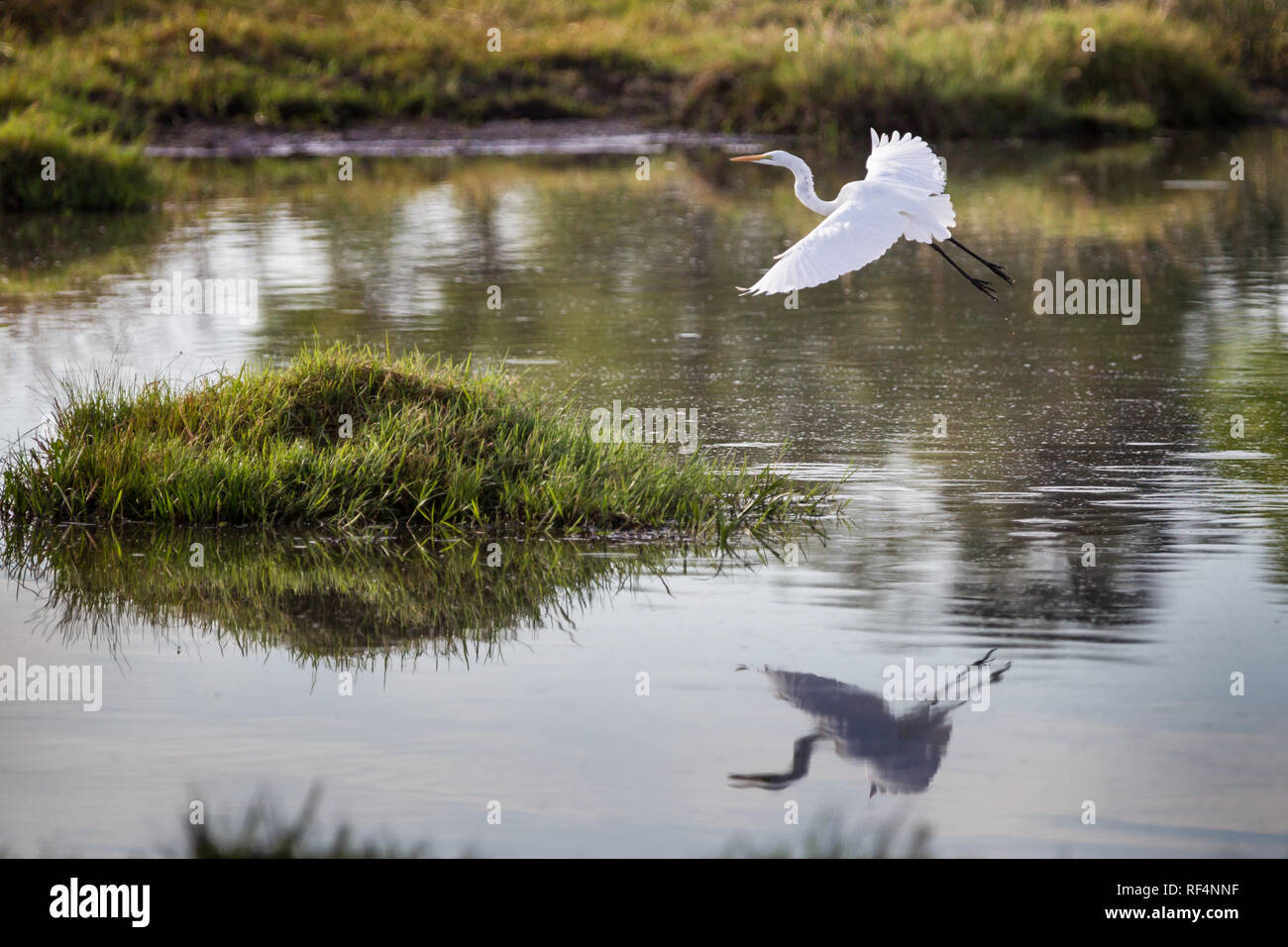 Il canale di Savute nel nord del Botswana solo occasionalmente ha acqua e può andare per anni senza che scorre, ma quando lo fa, è un paradiso per la fauna selvatica Foto Stock