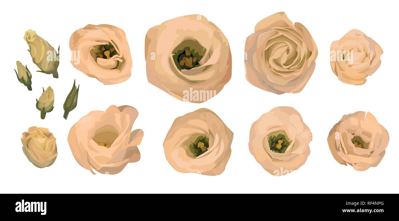 Set di rosa gialla, eustoma, lisianthus. Acquerello illustrazione vettoriale. Crema, pesca, arancione in stile acquarello. Elementi per la progettazione di mazzi iso Illustrazione Vettoriale