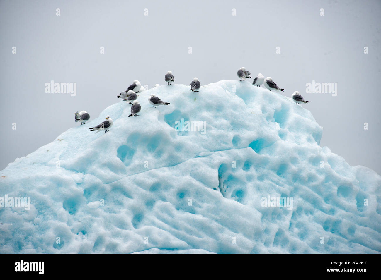 Hornsund | HORNSUND, Svalbard - i kittiwakes dalle zampe nere riposano in cima a un iceberg incagliato staccato da uno dei ghiacciai delle maree del fiordo. Hornsund, sulla costa occidentale di Spitsbergen, è alimentata da sei ghiacciai il cui distacco mantiene il fiordo pieno di ghiaccio deriva per gran parte dell'anno, attirando uccelli marini per nutrirsi e addormentarsi sul ghiaccio galleggiante. Foto Stock