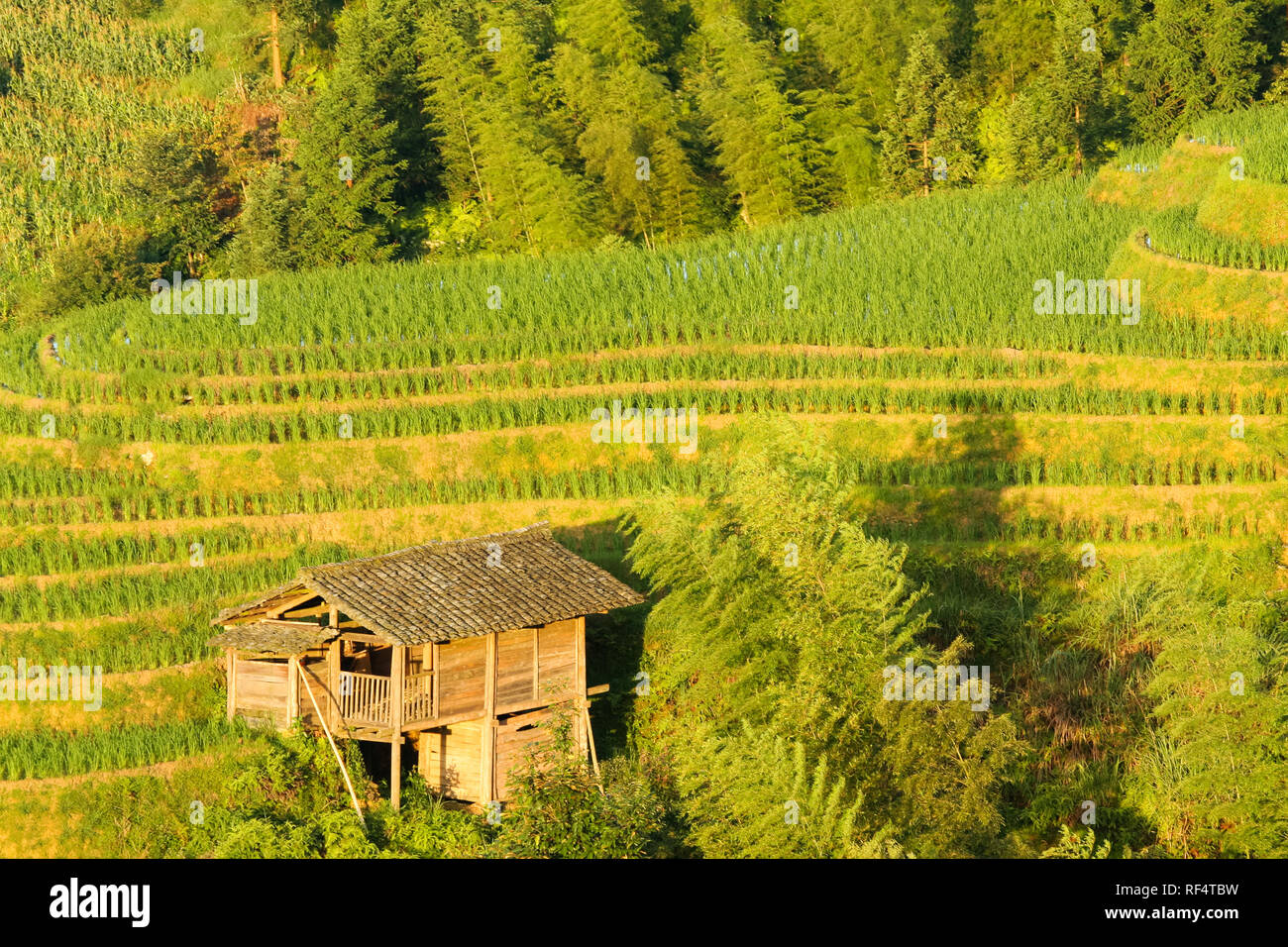 Longsheng terrazze di riso paesaggio in Cina Foto Stock