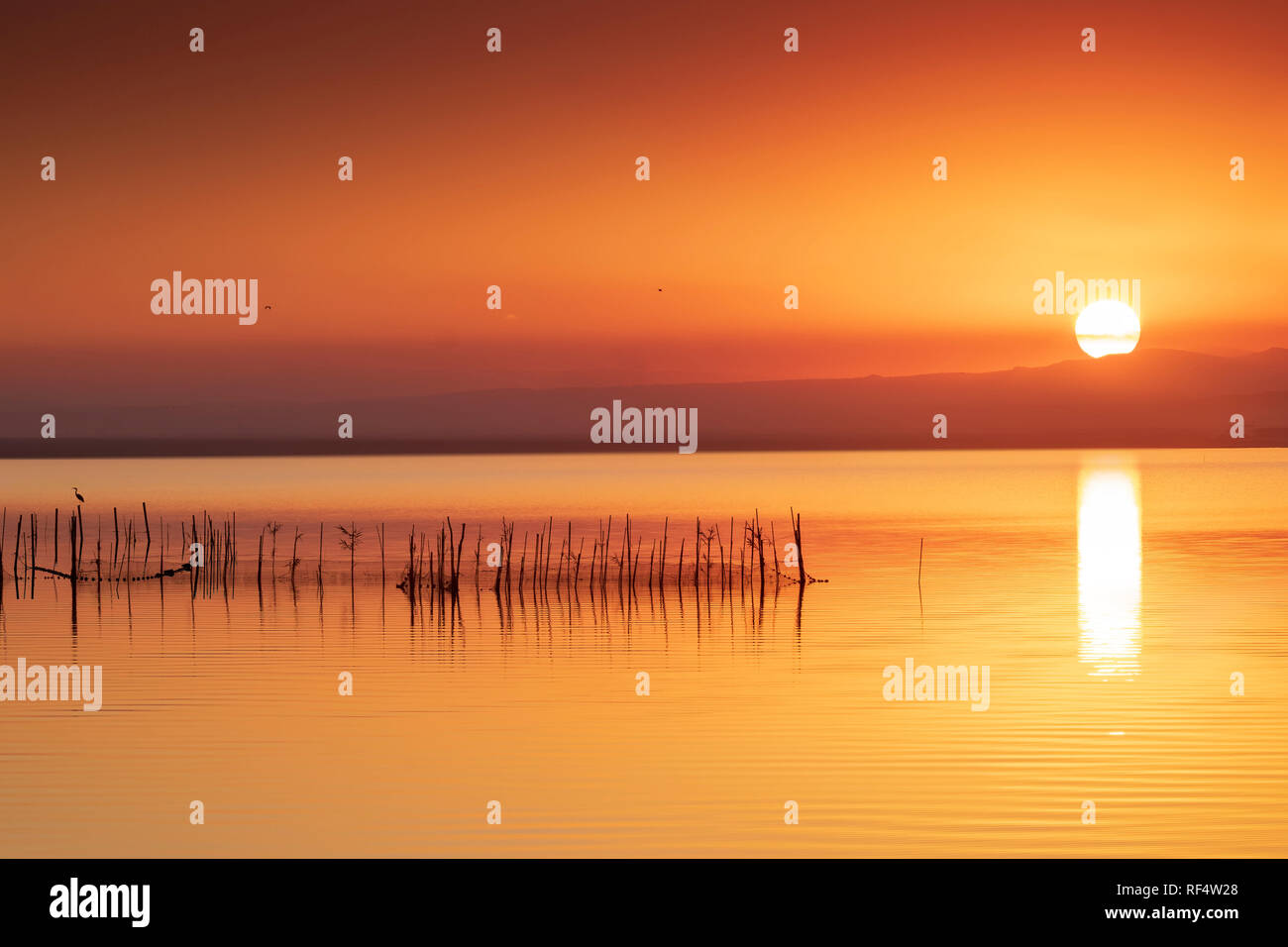 Reti da pesca e aironi nella riserva naturale la Albufera, El Palmar, Valencia, Comunidad Valencia Foto Stock