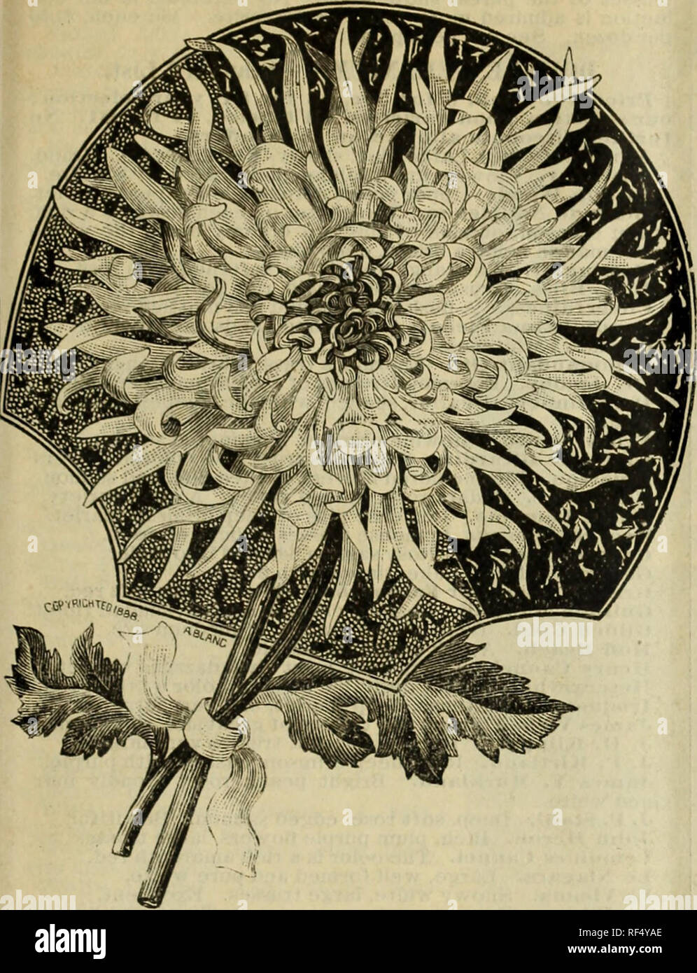 . Seme Drumm e floreali [Azienda Catalogo]. Vivaio Texas Fort Worth cataloghi; semi di ortaggi Cataloghi Cataloghi di fiori e piante ornamentali, cataloghi; arbusti Cataloghi Cataloghi di frutta. 17. La vigilia di Natale. COLEUS. Nessun impianto dà maggiore soddisfazione per effetto del fogliame. Prezzo, 5c ciascuno; 50c per dozzina; S3 per lOO. Presa. La profondamente foglie dentate sono luminose Kreen, con un bordo sfumato centro di giallo zolfo che viene lavata con un colore pallido di rosy viola. FLAMBEAU. Riccamente colorati: estremamente attraente. Tizzone. Maroon, fiammato e ombreggiata con brillante, rosso infuocato. GOLDEN più rossa. Foto Stock