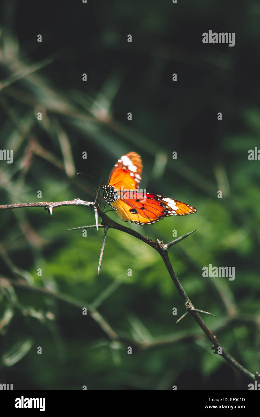 Butterfly su un ramo Foto Stock