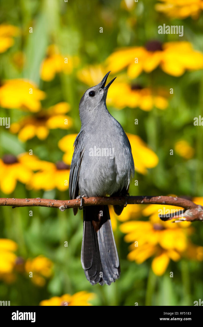 01392-03614 Catbird grigio (Dumetella carolinensis) cantare nel giardino fiorito con black-eyed Susans (Rudbeckia hirta) Marion Co., IL Foto Stock