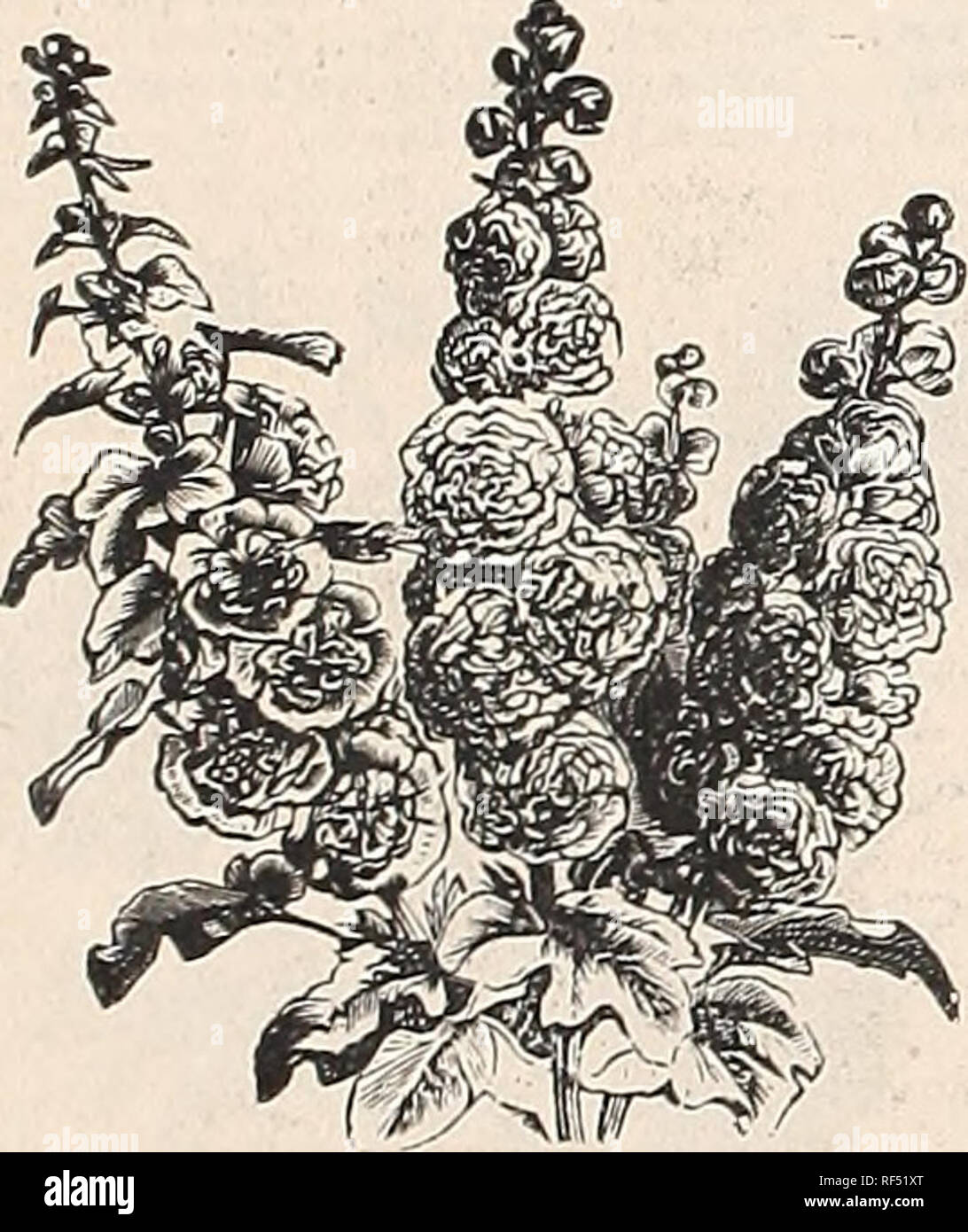 . Le selezioni di scelta nel settore delle sementi e delle piante. Vivaio, nello Stato di New York), Tarrytown, cataloghi; Vivai (orticoltura), nello Stato di New York), Tarrytown, cataloghi; Fiori, semi, cataloghi; Verdure, semi, cataloghi; frutta, cataloghi; piante ornamentali, cataloghi; GIARDINAGGIO, attrezzature e forniture, cataloghi. HOLLY garretti. Il carattere distintivo e imponente bellezza della Hollyhocks renderli rivali come un pittoresco sollievo per lo sfondo scuro di arbusti sempreverdi. Per effetto distanti in grandi gruppi sono inimitabile; essi costituiscono anche un vistoso e contorno efficace nei giardini di fiori e borde Foto Stock