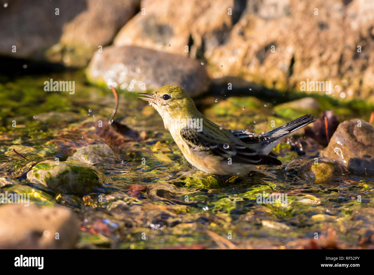 01468-00111 Bay-breasted trillo (Setophaga castanea) prendere un bagno Marion Co. IL Foto Stock